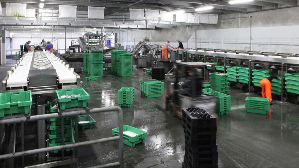 Danske Fiskeauktioner Fhar styr på dokumentationen